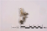 藏品(粉桿石蕊)的圖片